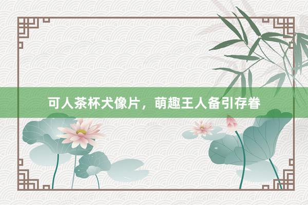 可人茶杯犬像片，萌趣王人备引存眷